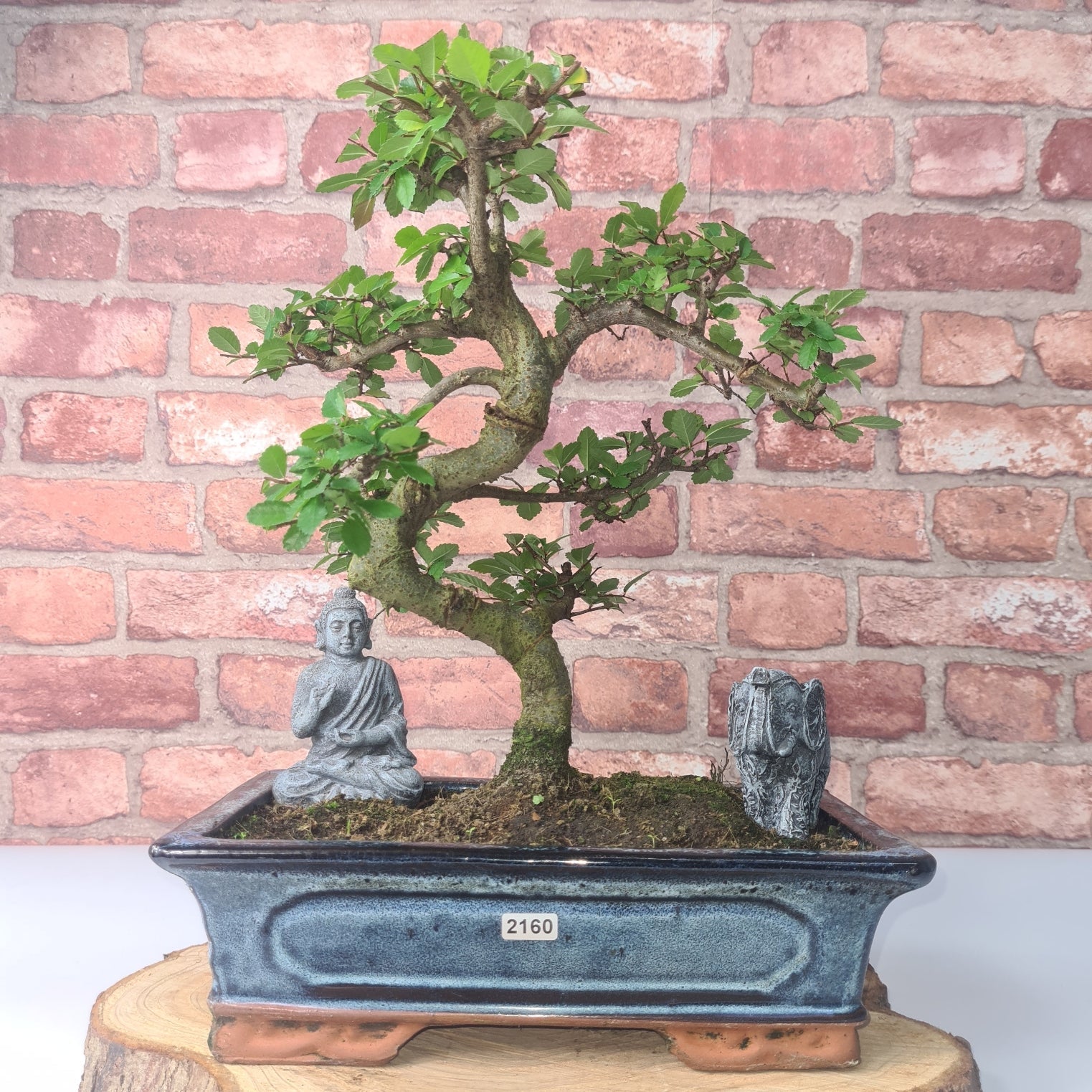Chinese Elm (Ulmus Parvifolia) Bonsai Tree | Shaped | In 30cm Pot  | S251972