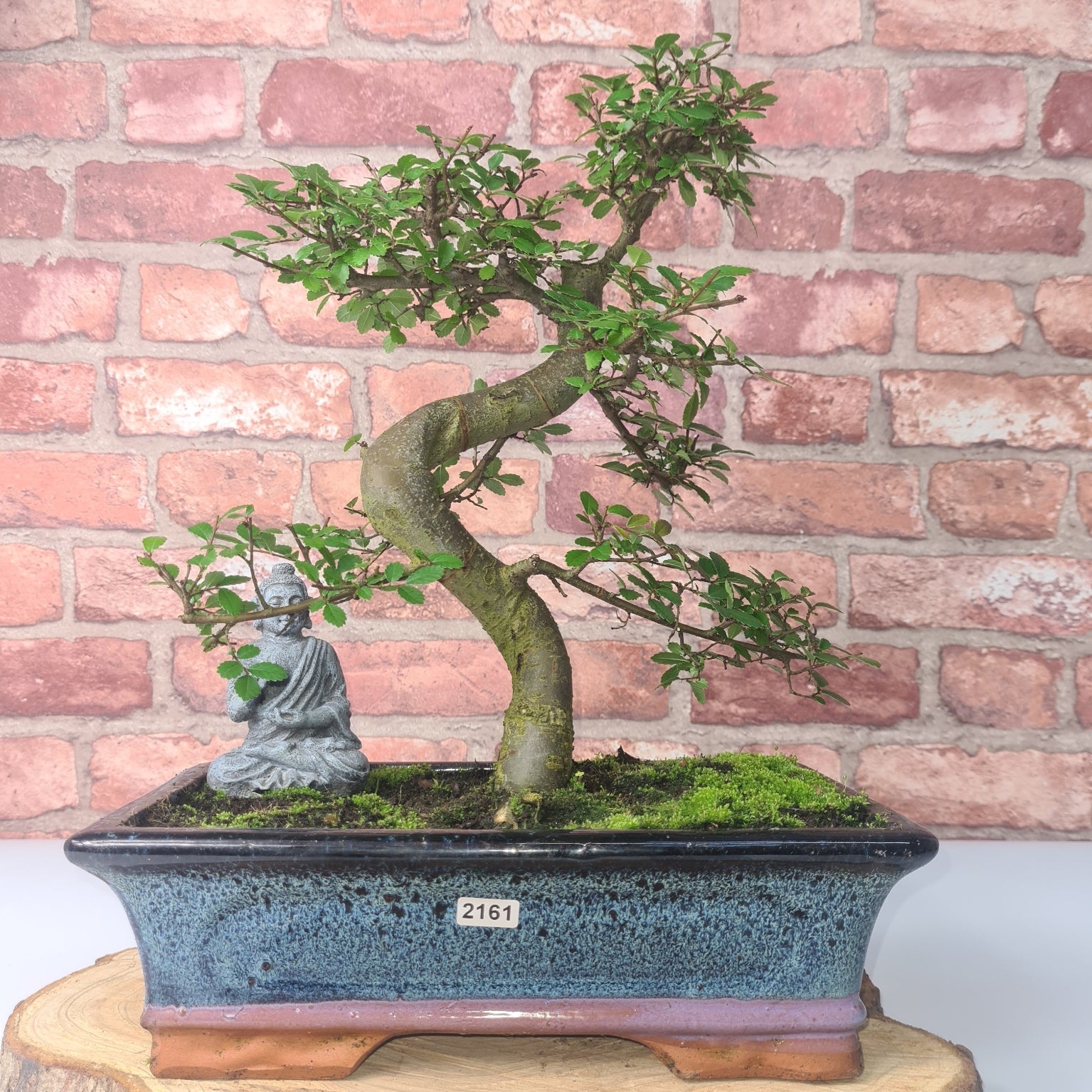 Chinese Elm (Ulmus Parvifolia) Bonsai Tree | Shaped | In 30cm Pot  | S251972