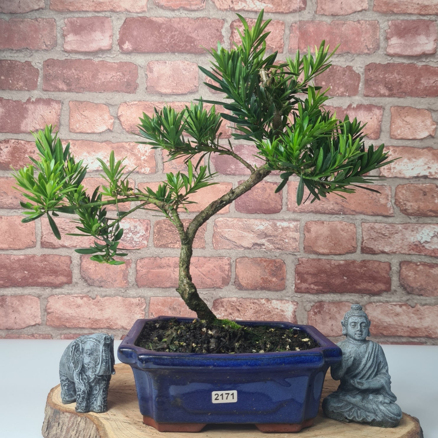 Buddhist Pine (Podocarpus Micro) Bonsai Tree | Shaped | In 20cm Pot  S25883