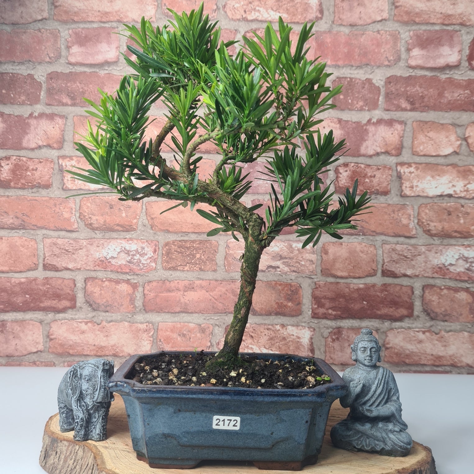 Buddhist Pine (Podocarpus Micro) Bonsai Tree | Shaped | In 20cm Pot  S25883