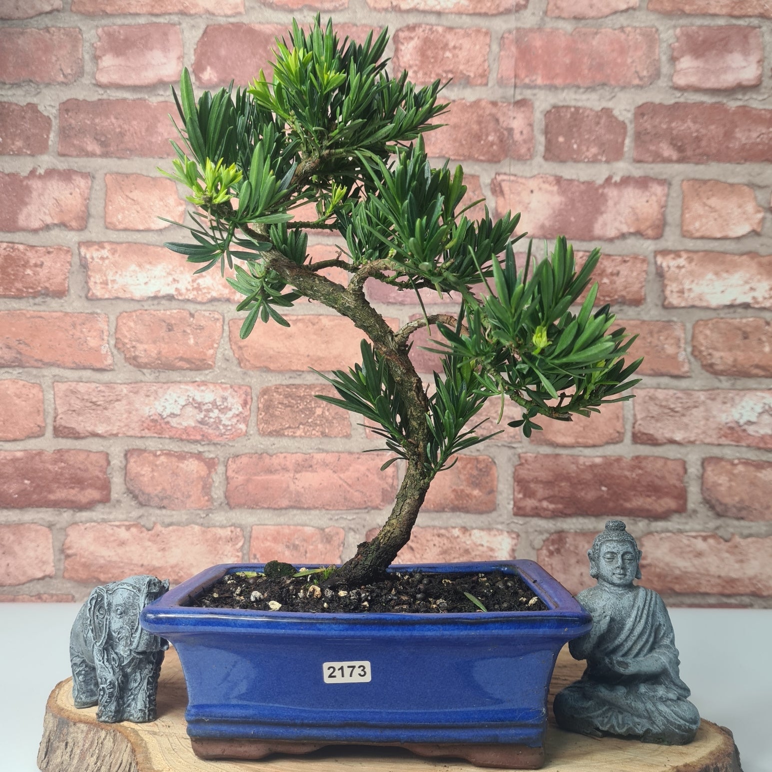 Buddhist Pine (Podocarpus Micro) Bonsai Tree | Shaped | In 20cm Pot  S25883