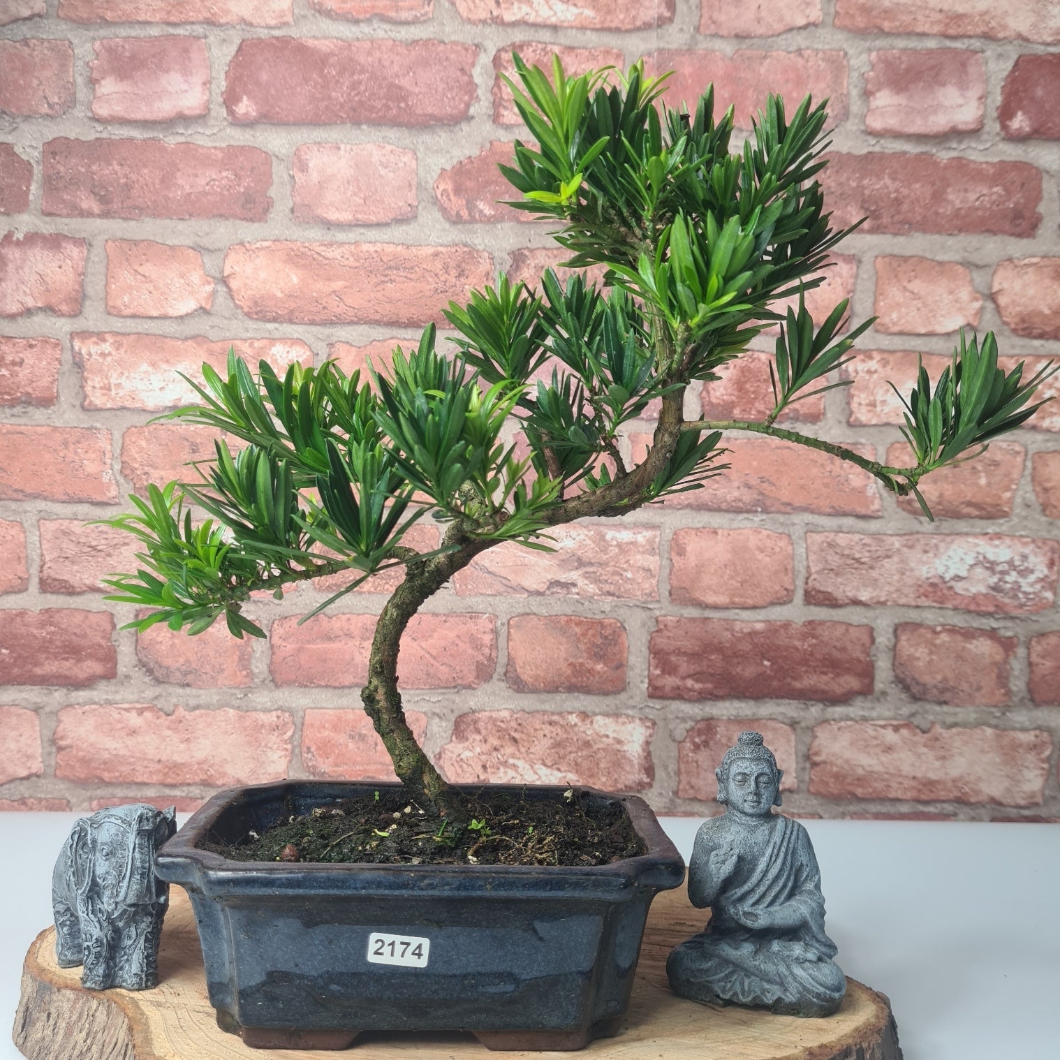 Buddhist Pine (Podocarpus Micro) Bonsai Tree | Shaped | In 20cm Pot  S25883