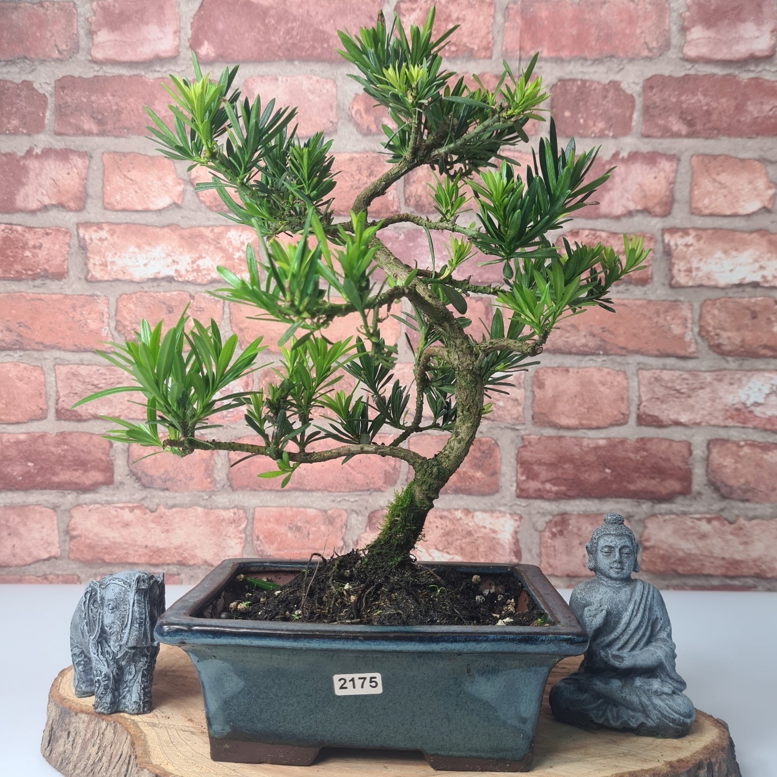 Buddhist Pine (Podocarpus Micro) Bonsai Tree | Shaped | In 20cm Pot  S25883