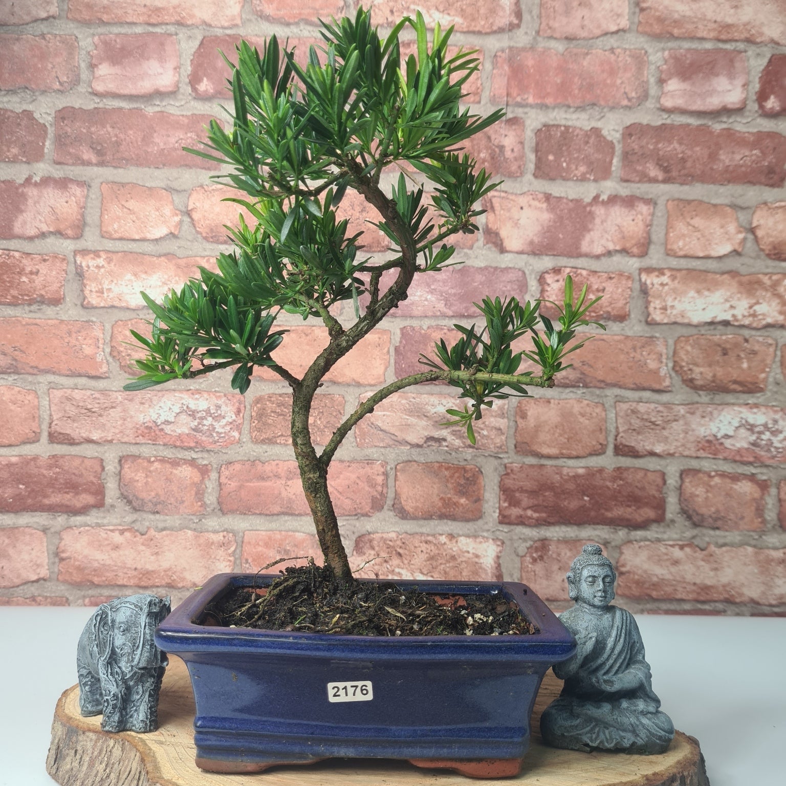 Buddhist Pine (Podocarpus Micro) Bonsai Tree | Shaped | In 20cm Pot  S25883