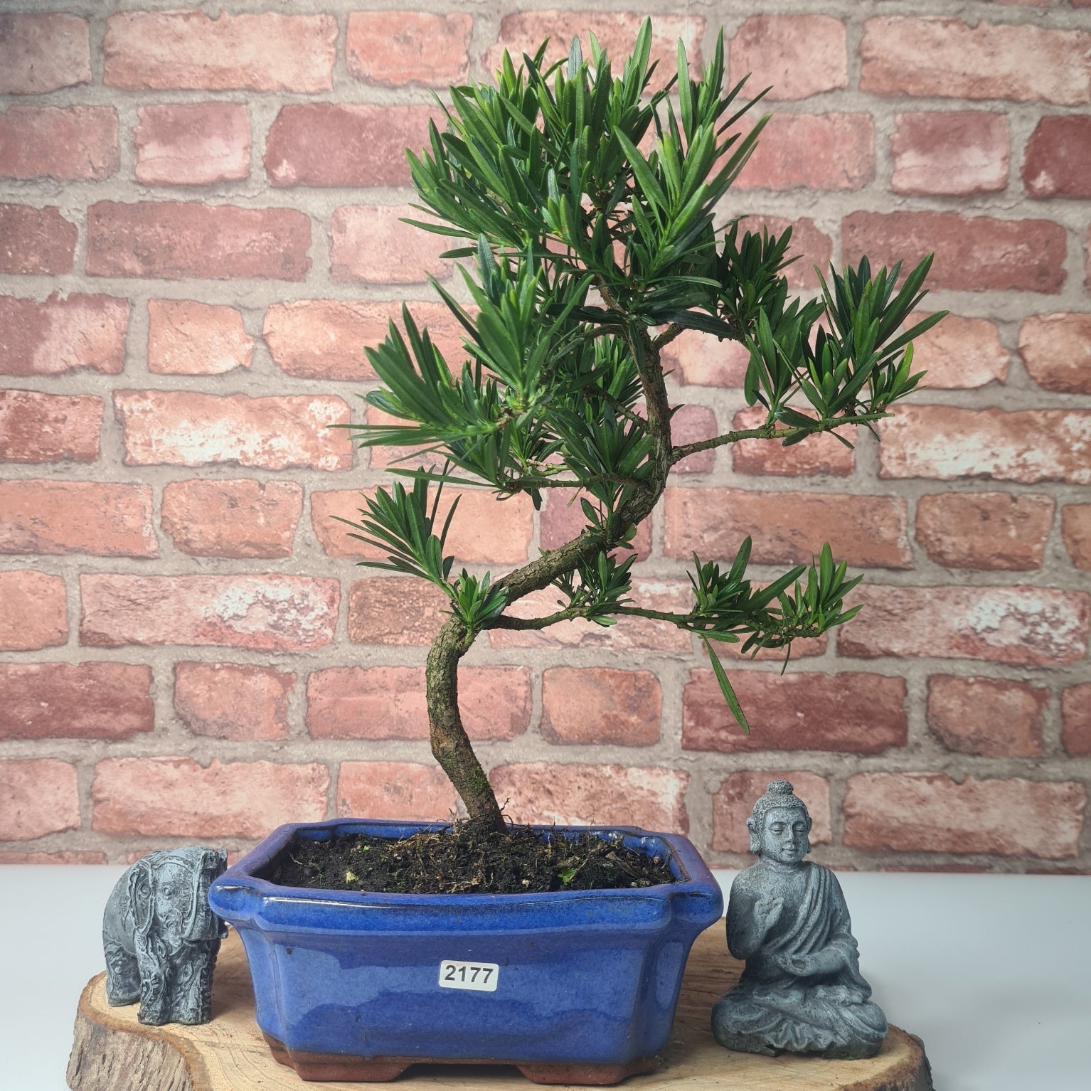 Buddhist Pine (Podocarpus Micro) Bonsai Tree | Shaped | In 20cm Pot  S25883