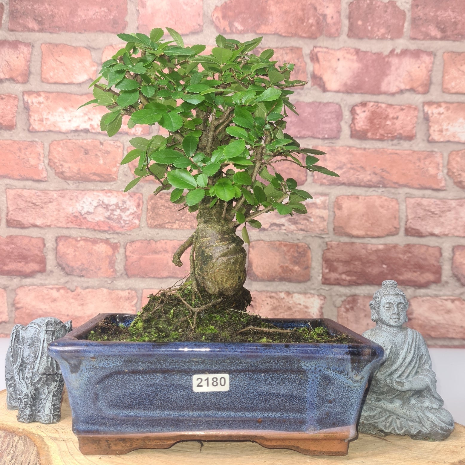 Chinese Elm (Ulmus Parvifolia) Bonsai Tree | Broom | In 20cm Pot S25870