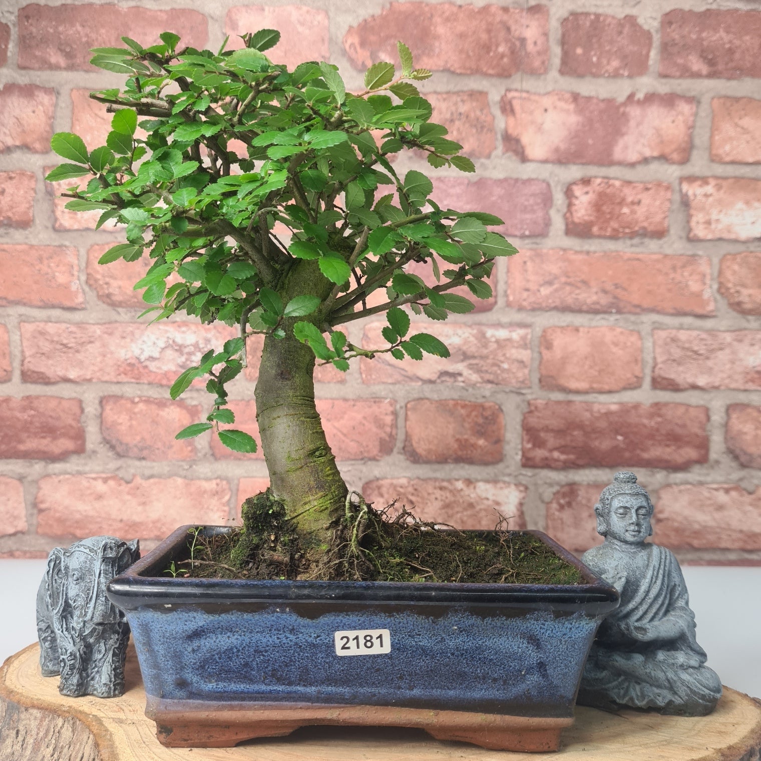 Chinese Elm (Ulmus Parvifolia) Bonsai Tree | Broom | In 20cm Pot S25870
