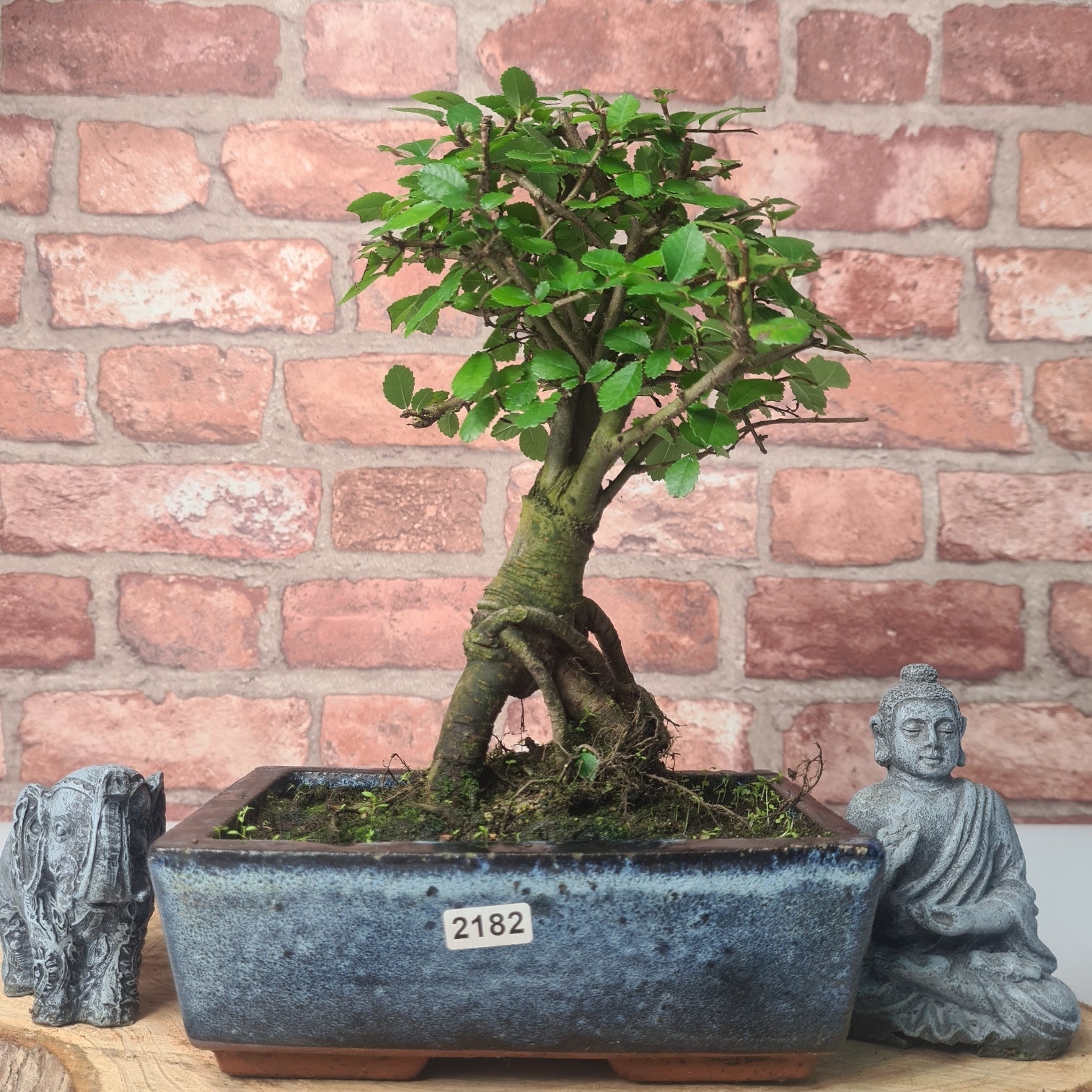 Chinese Elm (Ulmus Parvifolia) Bonsai Tree | Broom | In 20cm Pot S25870