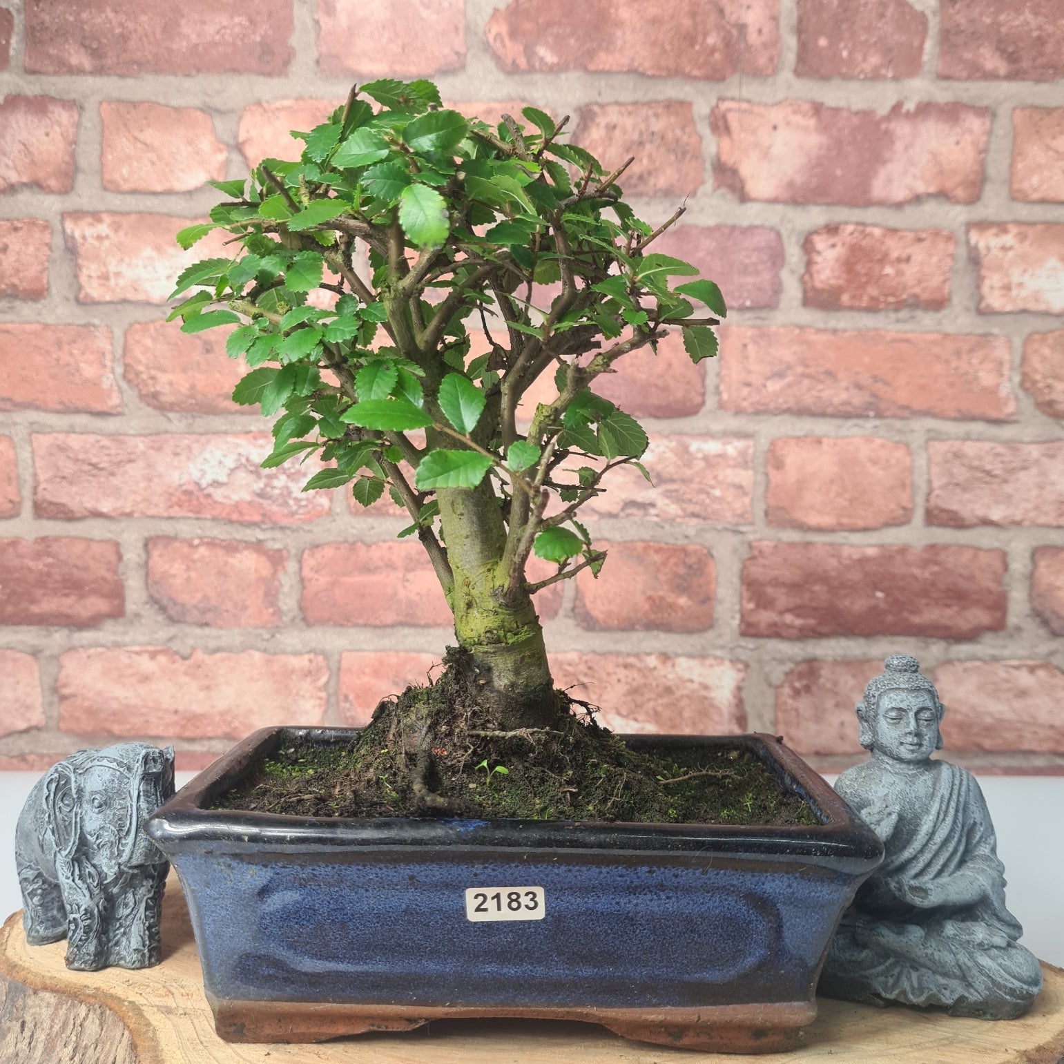 Chinese Elm (Ulmus Parvifolia) Bonsai Tree | Broom | In 20cm Pot S25870