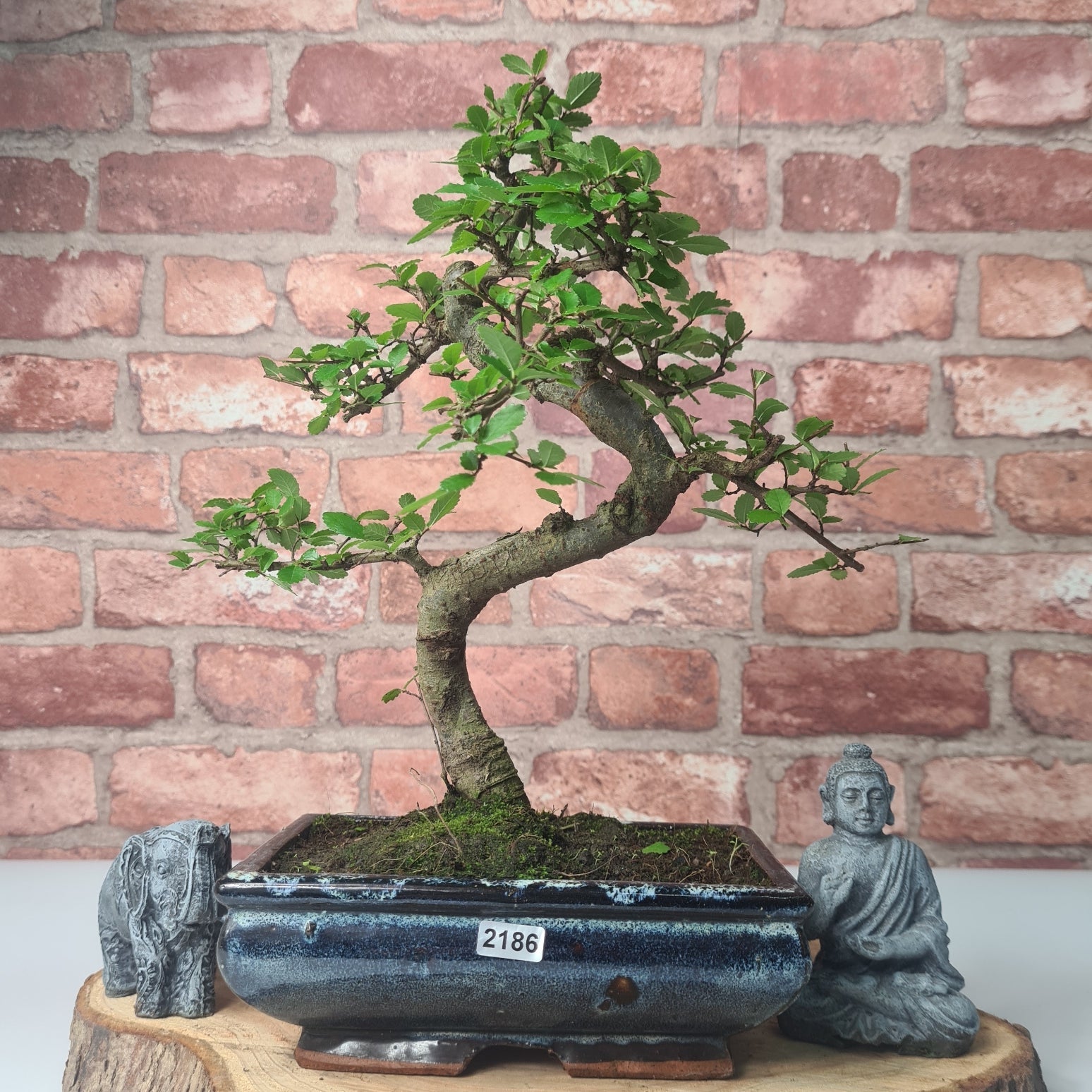 Chinese Elm (Ulmus Parvifolia) Bonsai Tree | Shaped | In 20cm Pot S25882