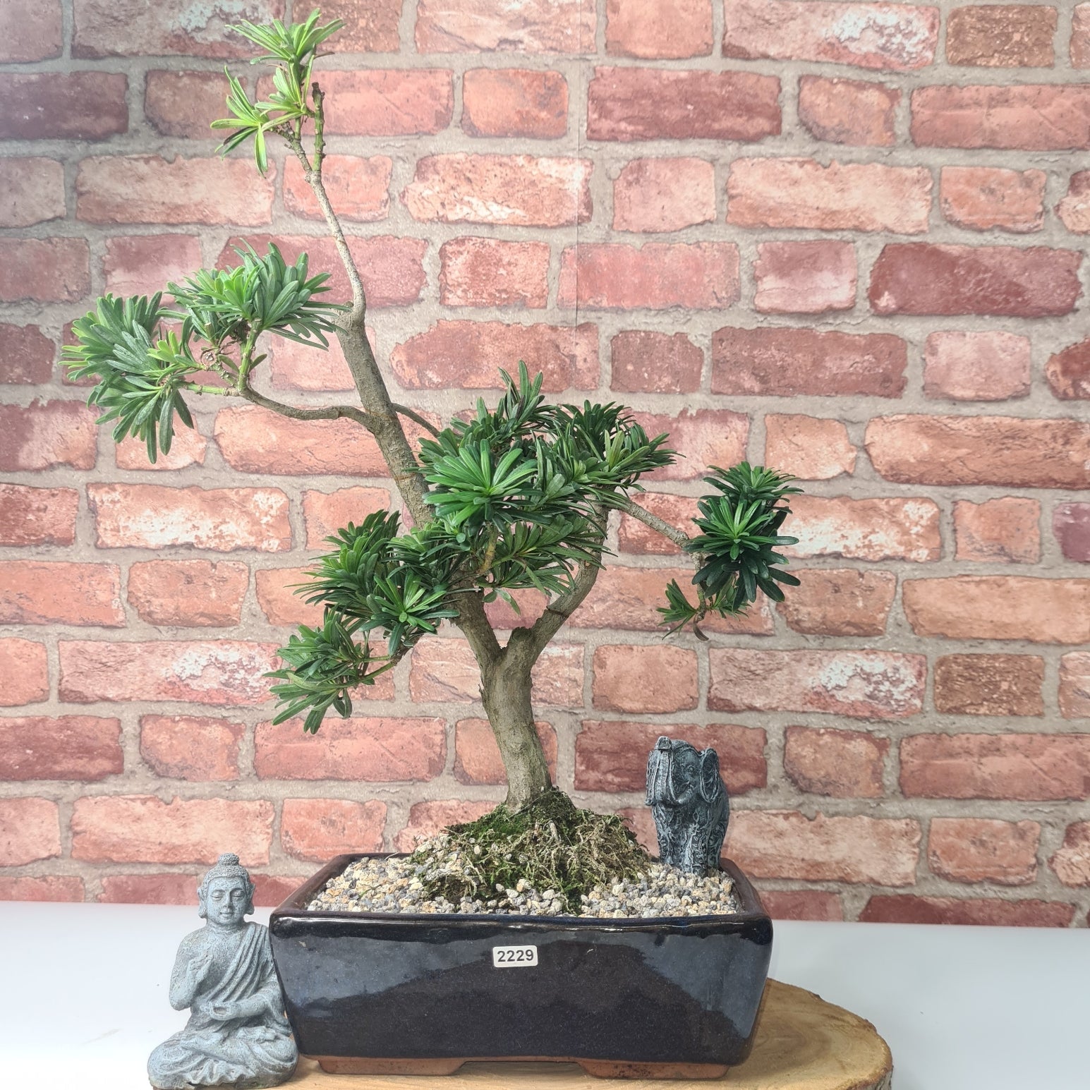 Buddhist Pine (Podocarpus Micro) Bonsai Tree | Shaped | In 30cm Pot  | S251974