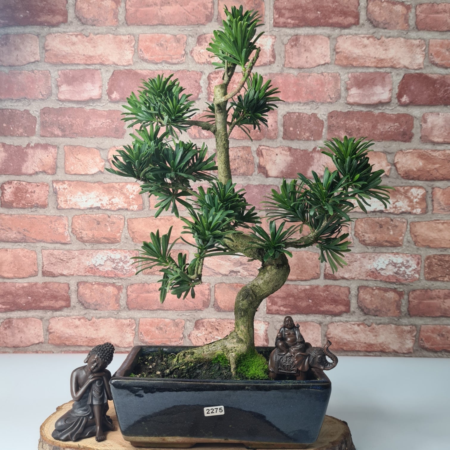 Buddhist Pine (Podocarpus Micro) Bonsai Tree | Shaped | In 25cm Pot  | S251973