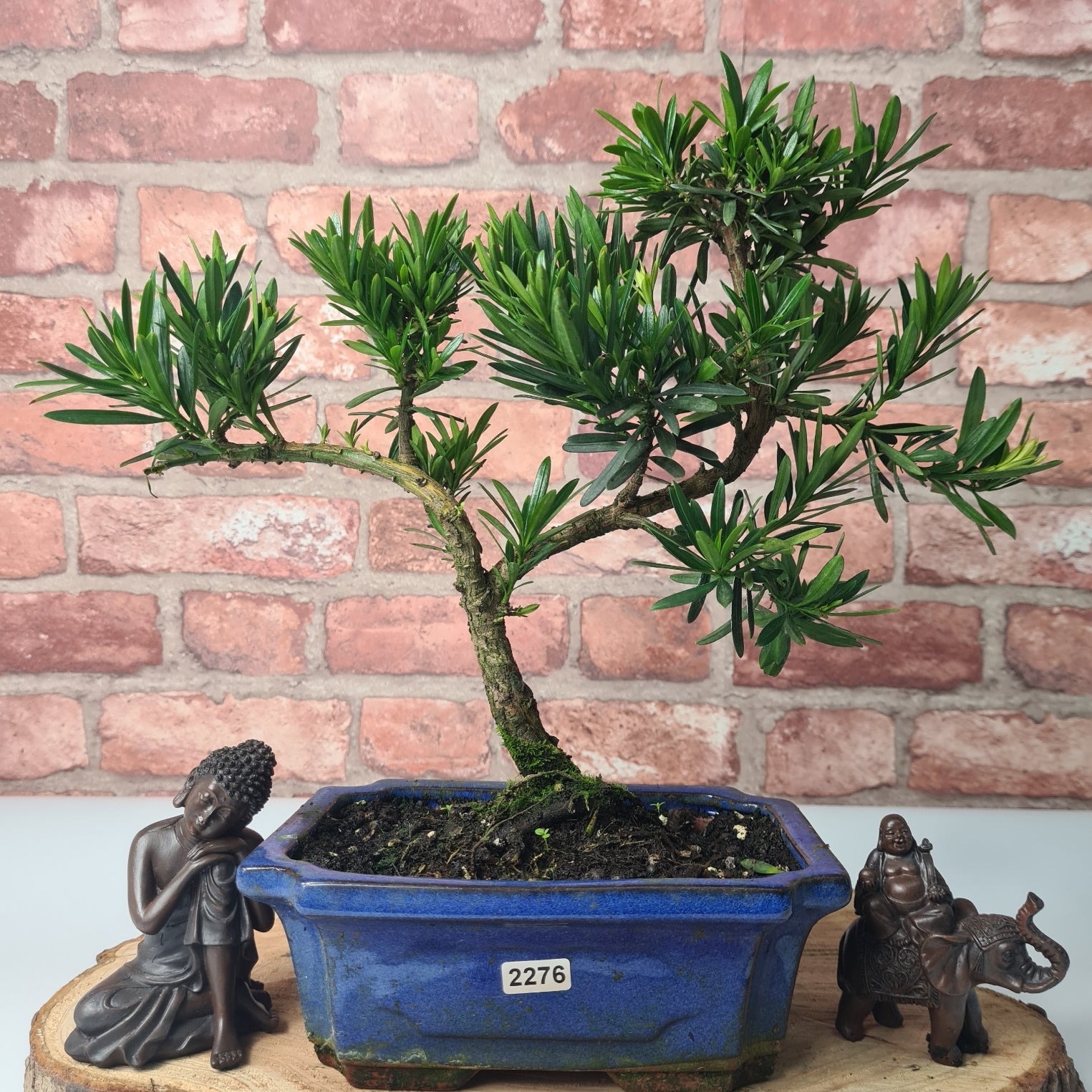 Buddhist Pine (Podocarpus Micro) Bonsai Tree | Shaped | In 20cm Pot  S25883