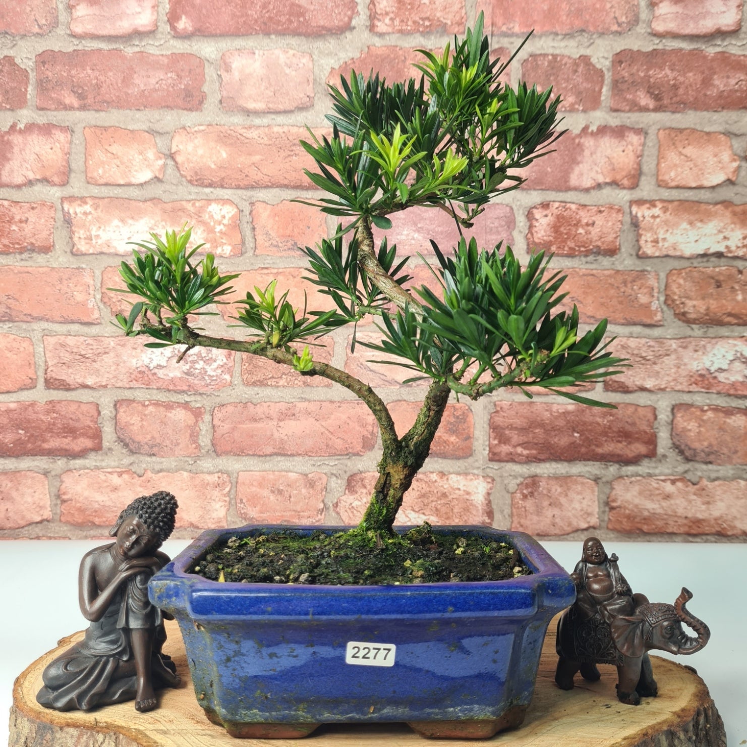 Buddhist Pine (Podocarpus Micro) Bonsai Tree | Shaped | In 20cm Pot  S25883