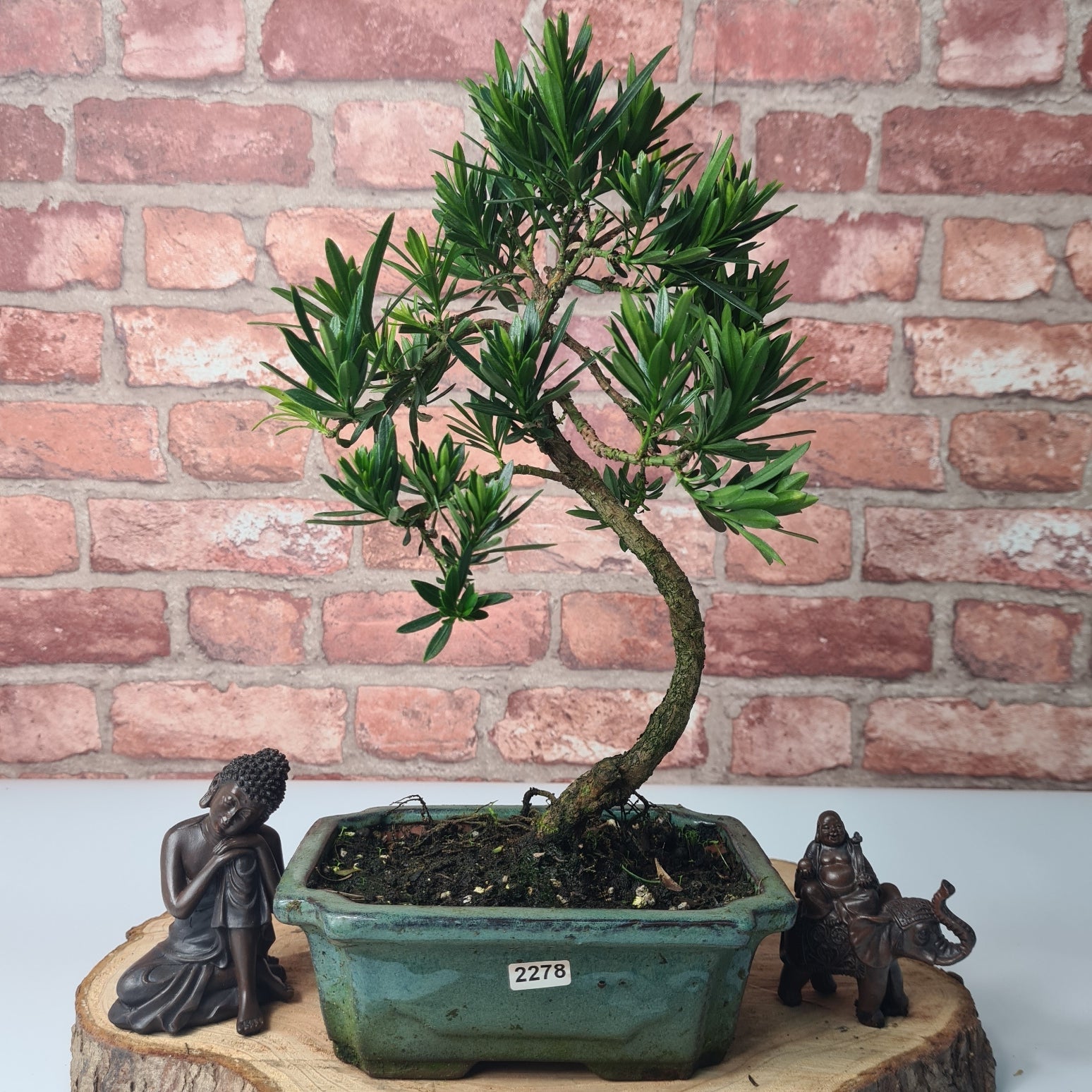Buddhist Pine (Podocarpus Micro) Bonsai Tree | Shaped | In 20cm Pot  S25883