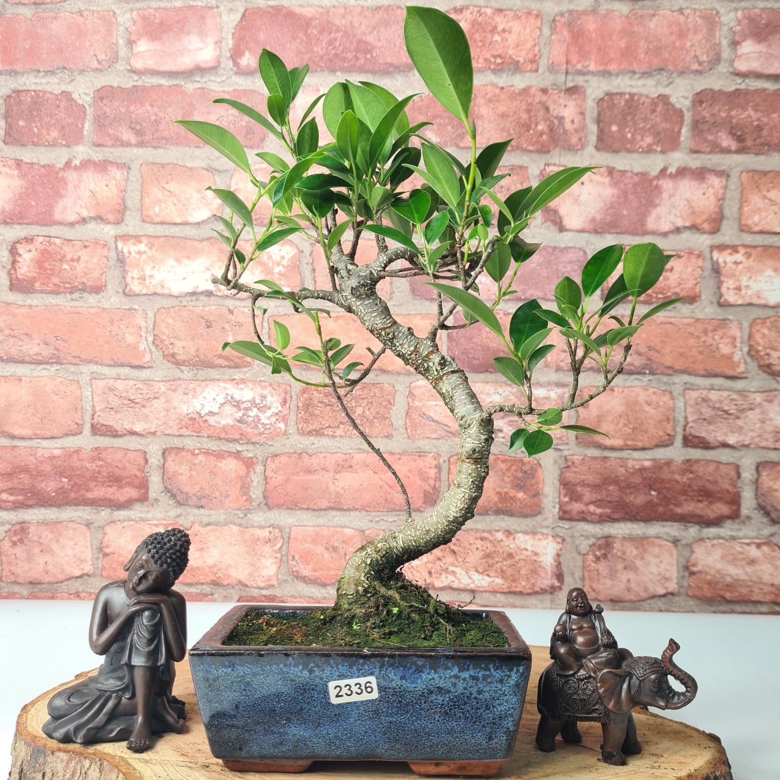 Ficus Microcarpa (Banyan Fig) Indoor Bonsai Tree | Shaped | In 15cm Pot  S25884