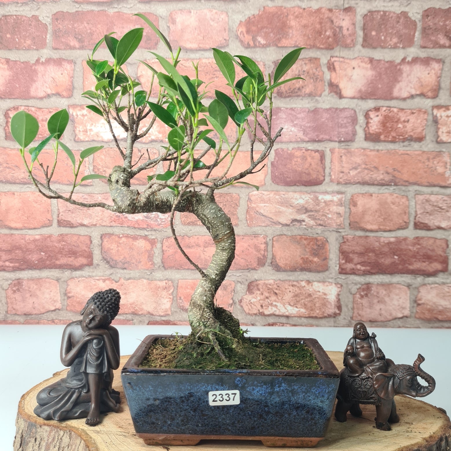 Ficus Microcarpa (Banyan Fig) Indoor Bonsai Tree | Shaped | In 15cm Pot  S25884