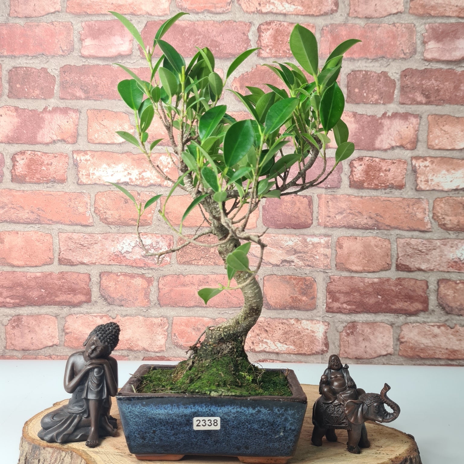 Ficus Microcarpa (Banyan Fig) Indoor Bonsai Tree | Shaped | In 15cm Pot  S25884