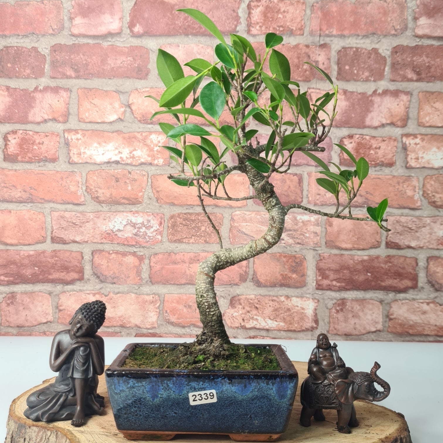 Ficus Microcarpa (Banyan Fig) Indoor Bonsai Tree | Shaped | In 15cm Pot  S25884