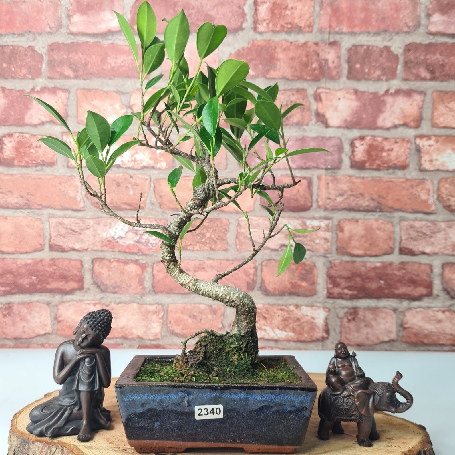 Ficus Microcarpa (Banyan Fig) Indoor Bonsai Tree | Shaped | In 15cm Pot  S25884