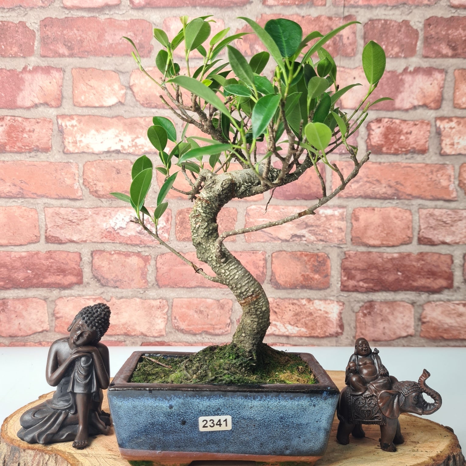 Ficus Microcarpa (Banyan Fig) Indoor Bonsai Tree | Shaped | In 15cm Pot  S25884