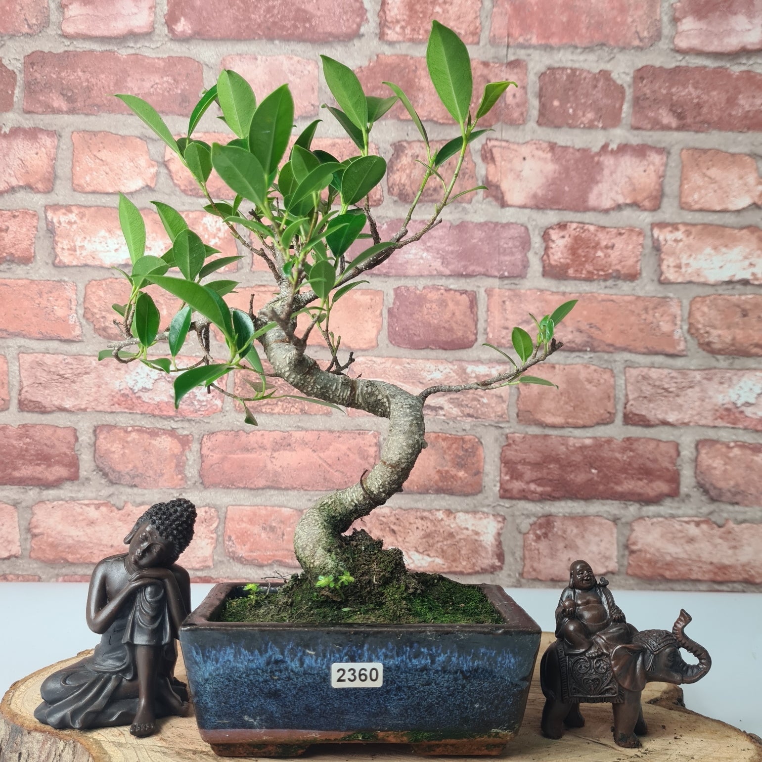 Ficus Microcarpa (Banyan Fig) Indoor Bonsai Tree | Shaped | In 15cm Pot  S25884