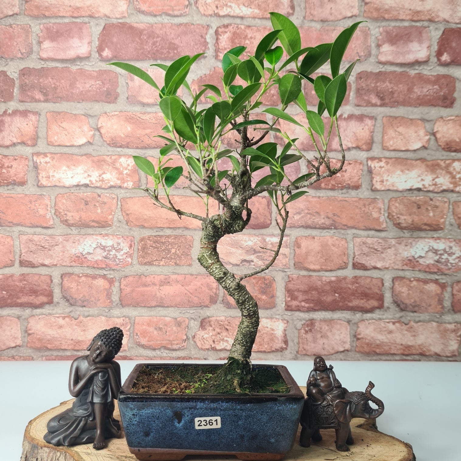 Ficus Microcarpa (Banyan Fig) Indoor Bonsai Tree | Shaped | In 15cm Pot  S25884
