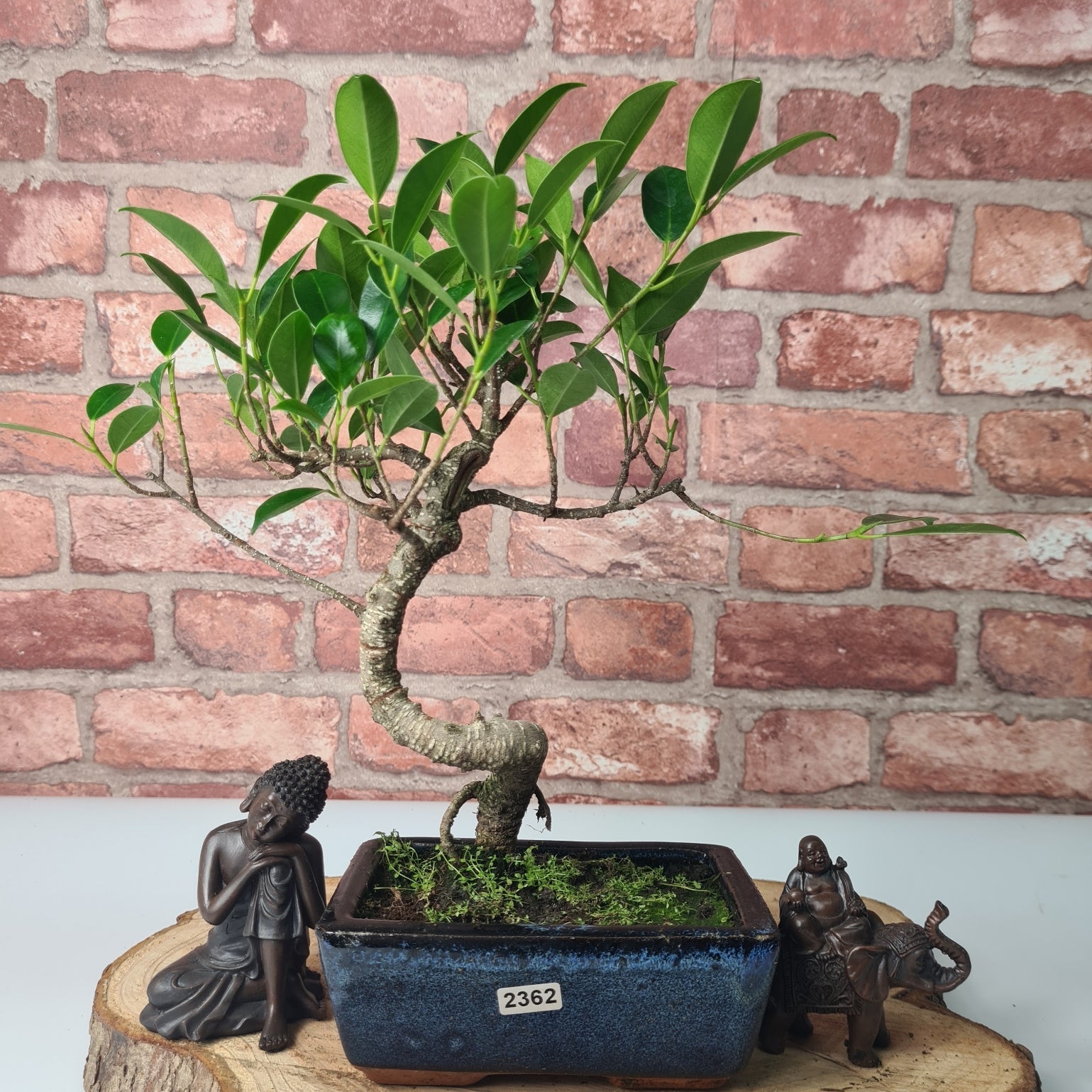 Ficus Microcarpa (Banyan Fig) Indoor Bonsai Tree | Shaped | In 15cm Pot  S25884