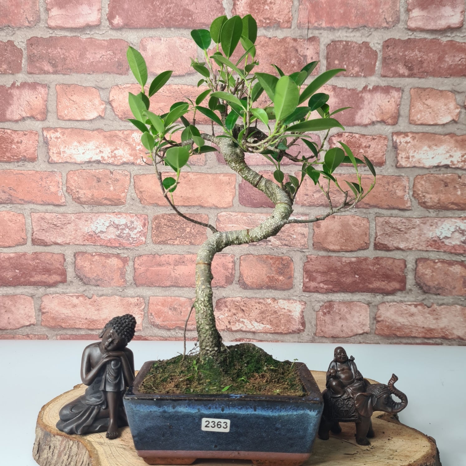 Ficus Microcarpa (Banyan Fig) Indoor Bonsai Tree | Shaped | In 15cm Pot  S25884