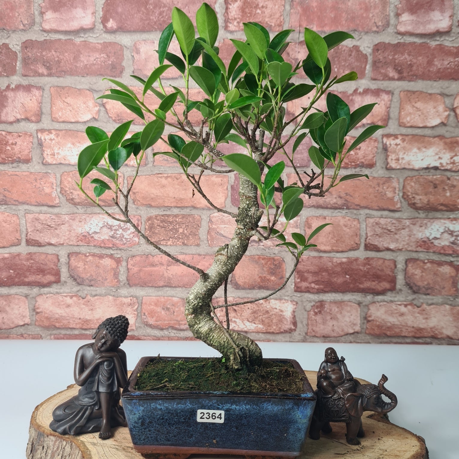 Ficus Microcarpa (Banyan Fig) Indoor Bonsai Tree | Shaped | In 15cm Pot  S25884