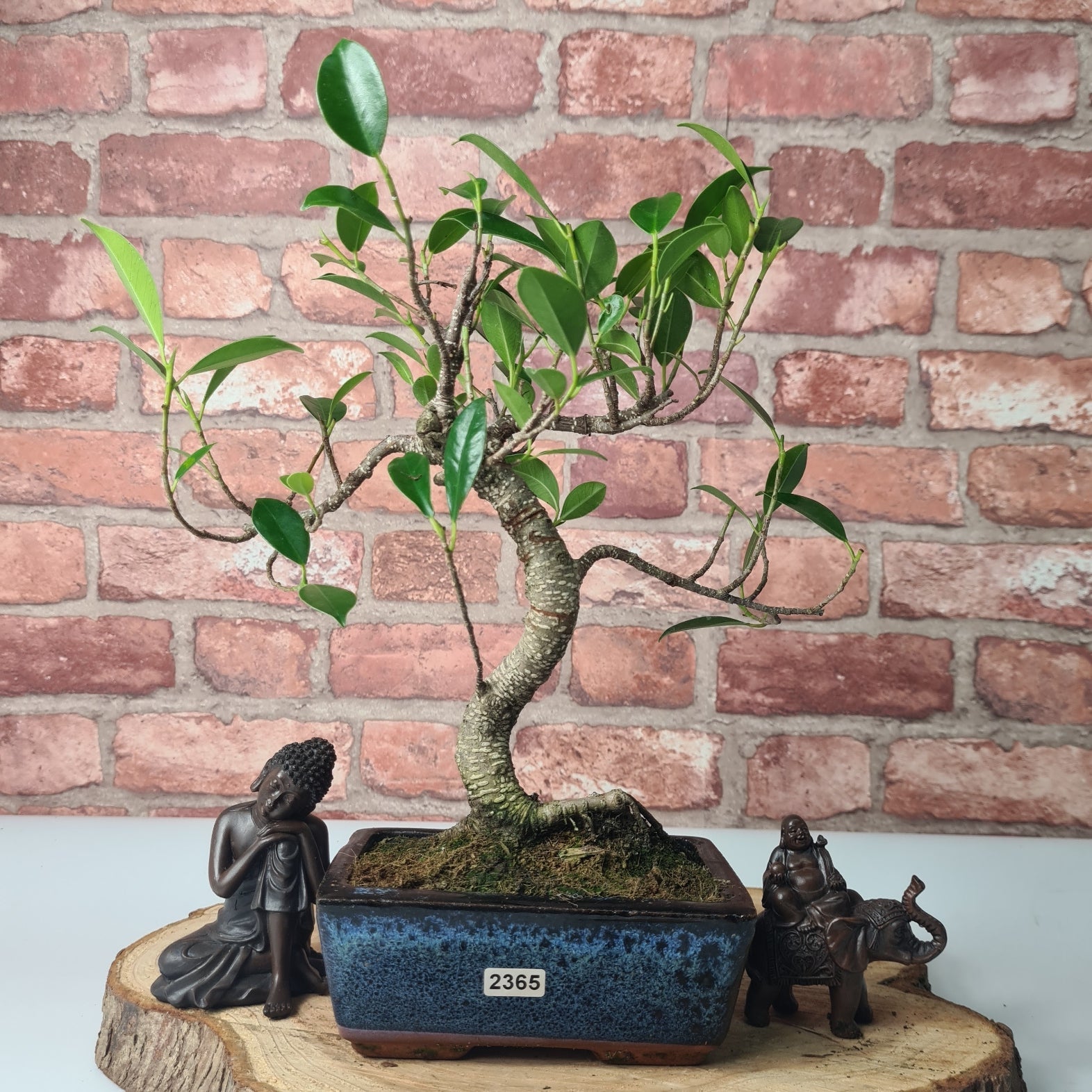 Ficus Microcarpa (Banyan Fig) Indoor Bonsai Tree | Shaped | In 15cm Pot  S25884