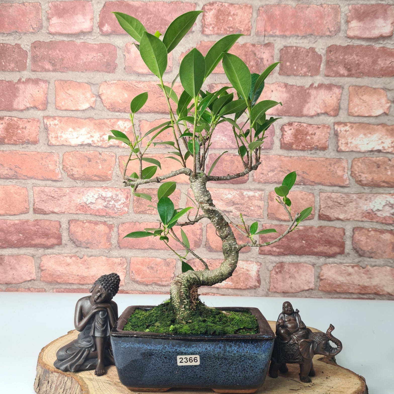 Ficus Microcarpa (Banyan Fig) Indoor Bonsai Tree | Shaped | In 15cm Pot  S25884