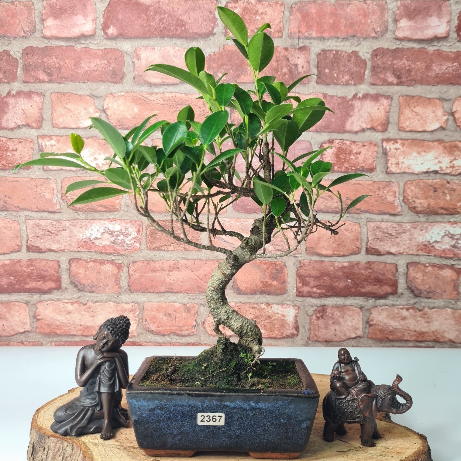 Ficus Microcarpa (Banyan Fig) Indoor Bonsai Tree | Shaped | In 15cm Pot  S25884