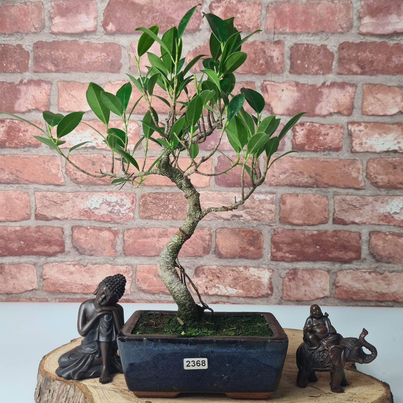 Ficus Microcarpa (Banyan Fig) Indoor Bonsai Tree | Shaped | In 15cm Pot  S25884