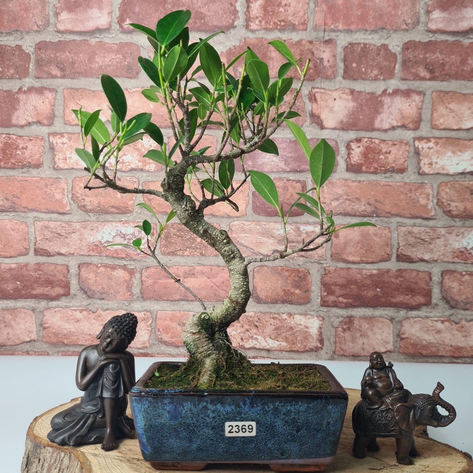 Ficus Microcarpa (Banyan Fig) Indoor Bonsai Tree | Shaped | In 15cm Pot  S25884
