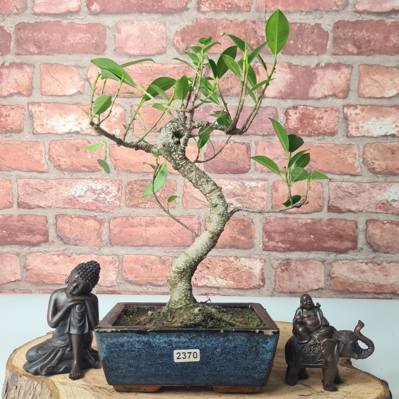 Ficus Microcarpa (Banyan Fig) Indoor Bonsai Tree | Shaped | In 15cm Pot  S25884