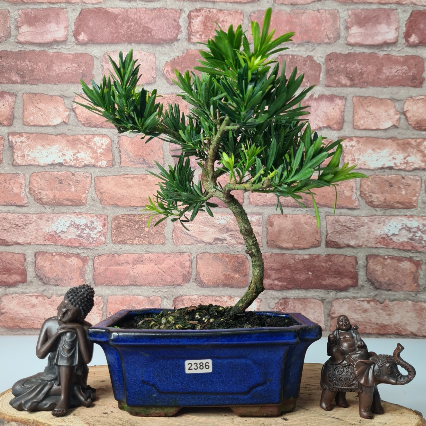Buddhist Pine (Podocarpus Micro) Bonsai Tree | Shaped | In 20cm Pot  S25883