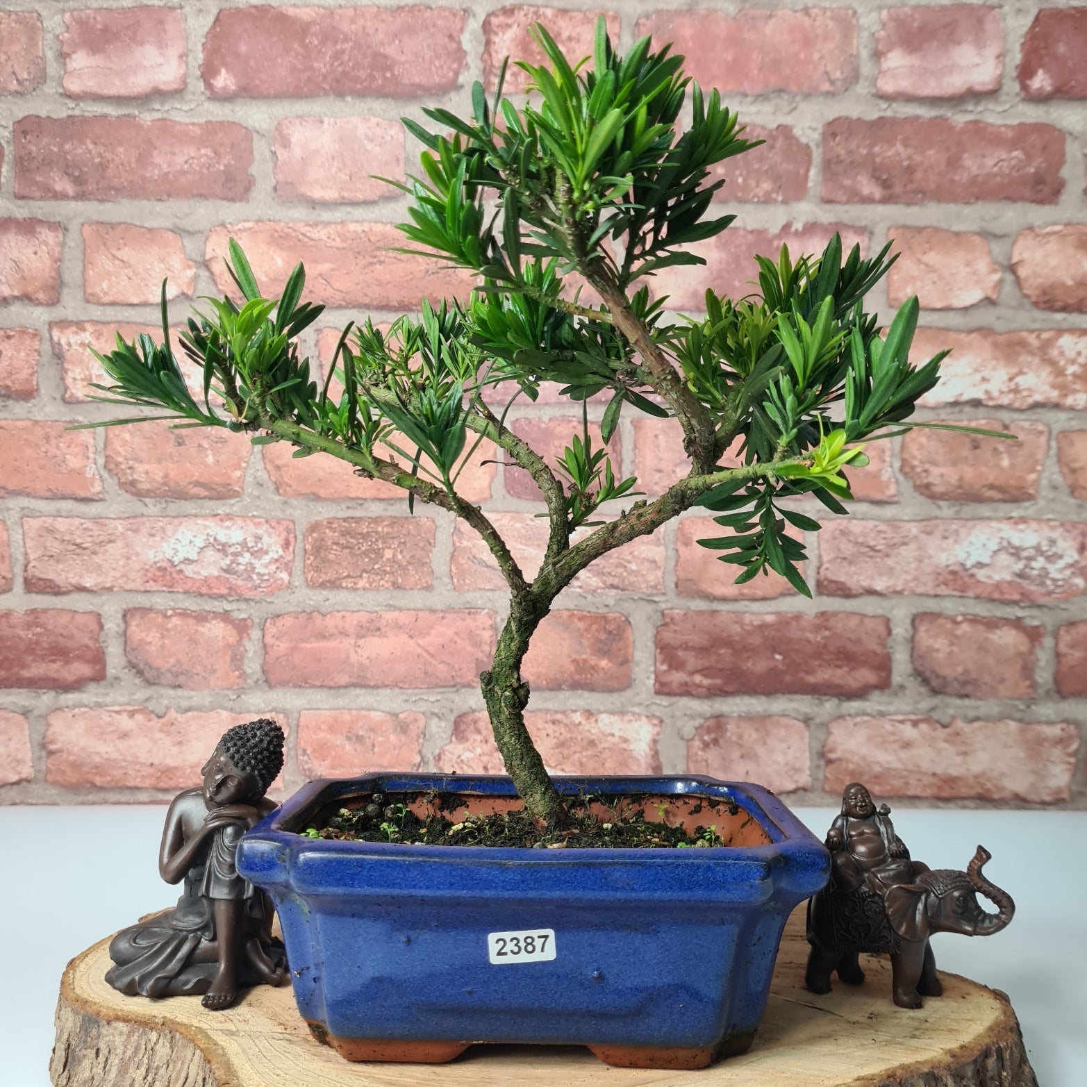 Buddhist Pine (Podocarpus Micro) Bonsai Tree | Shaped | In 20cm Pot  S25883