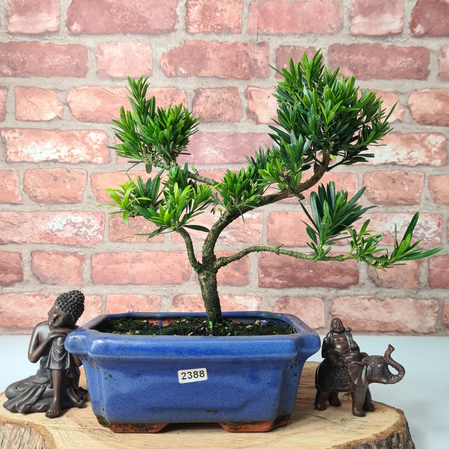 Buddhist Pine (Podocarpus Micro) Bonsai Tree | Shaped | In 20cm Pot  S25883