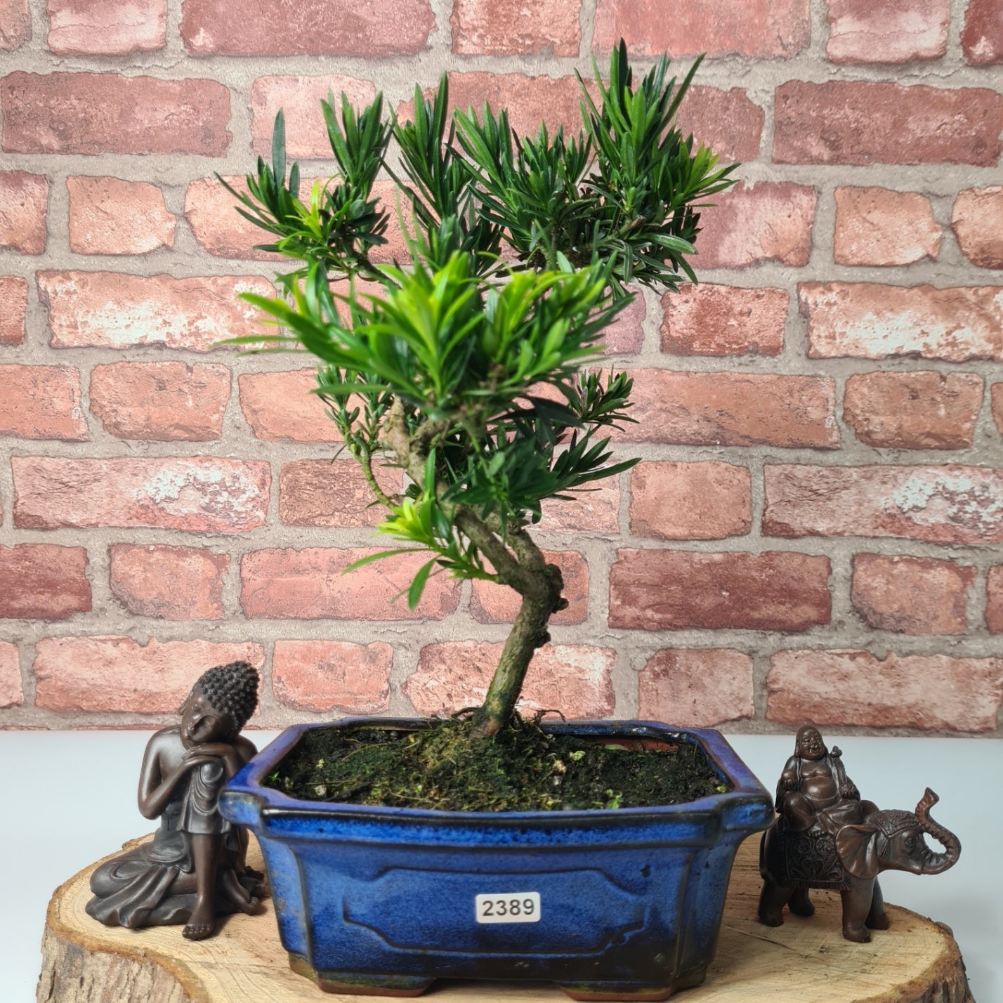 Buddhist Pine (Podocarpus Micro) Bonsai Tree | Shaped | In 20cm Pot  S25883