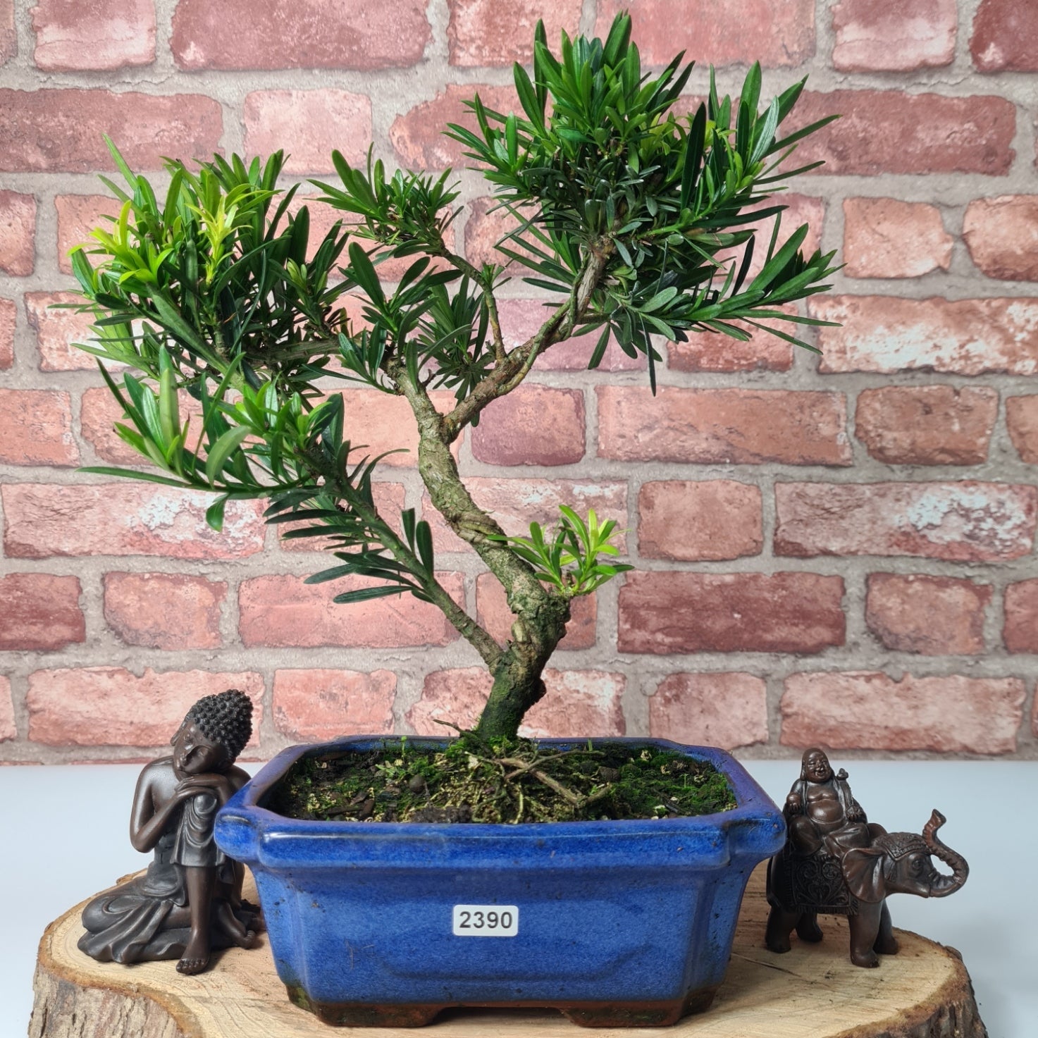 Buddhist Pine (Podocarpus Micro) Bonsai Tree | Shaped | In 20cm Pot  S25883
