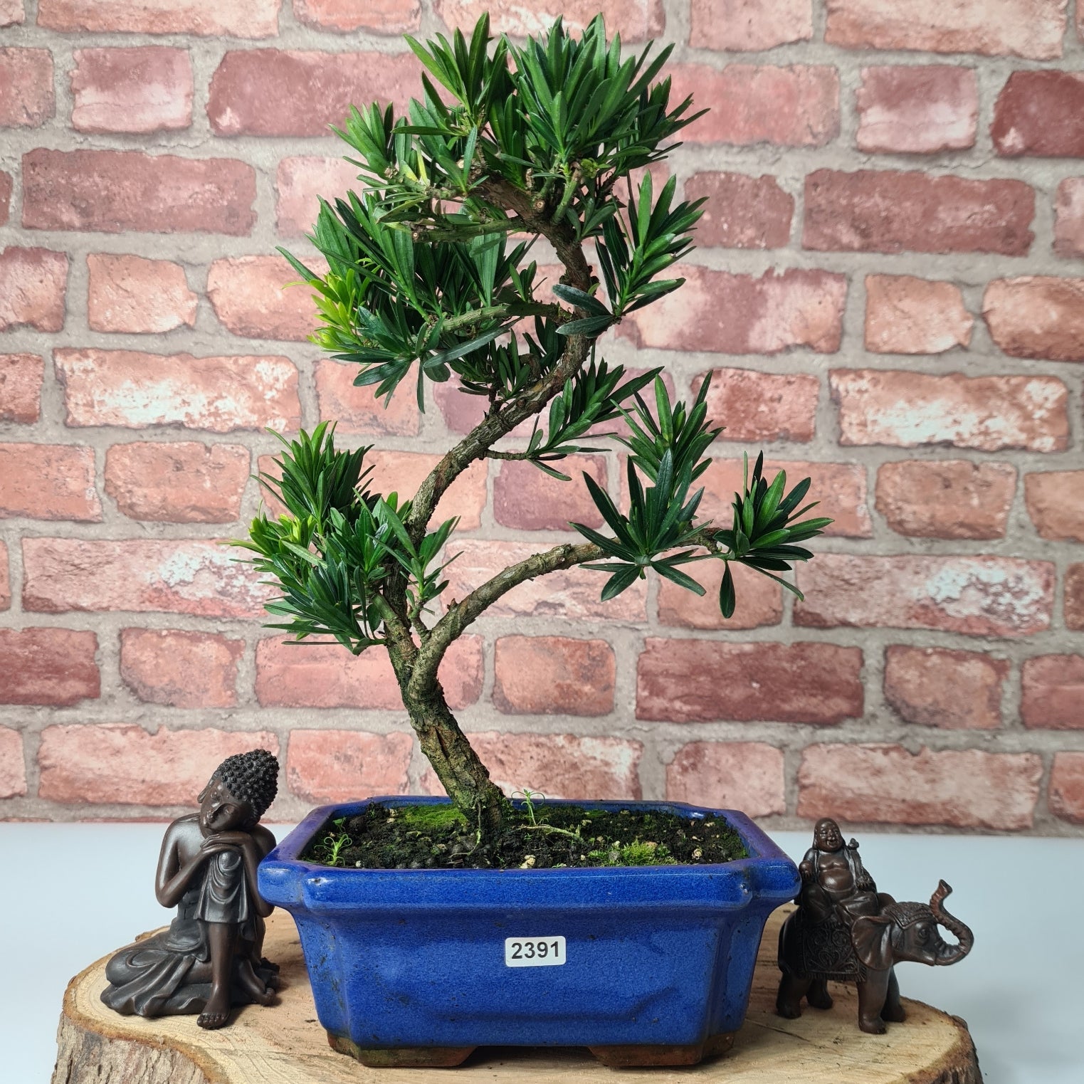 Buddhist Pine (Podocarpus Micro) Bonsai Tree | Shaped | In 20cm Pot  S25883