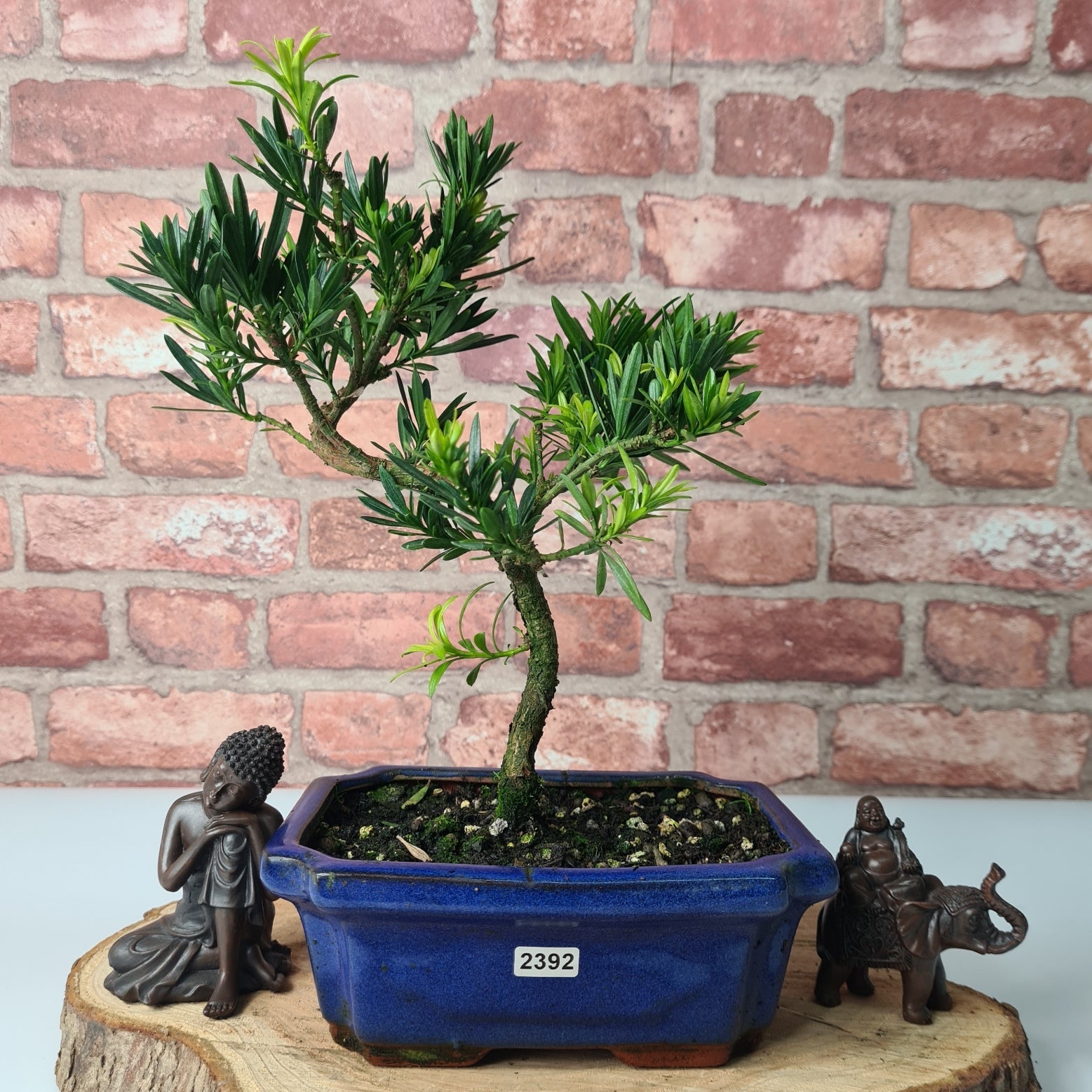 Buddhist Pine (Podocarpus Micro) Bonsai Tree | Shaped | In 20cm Pot  S25883