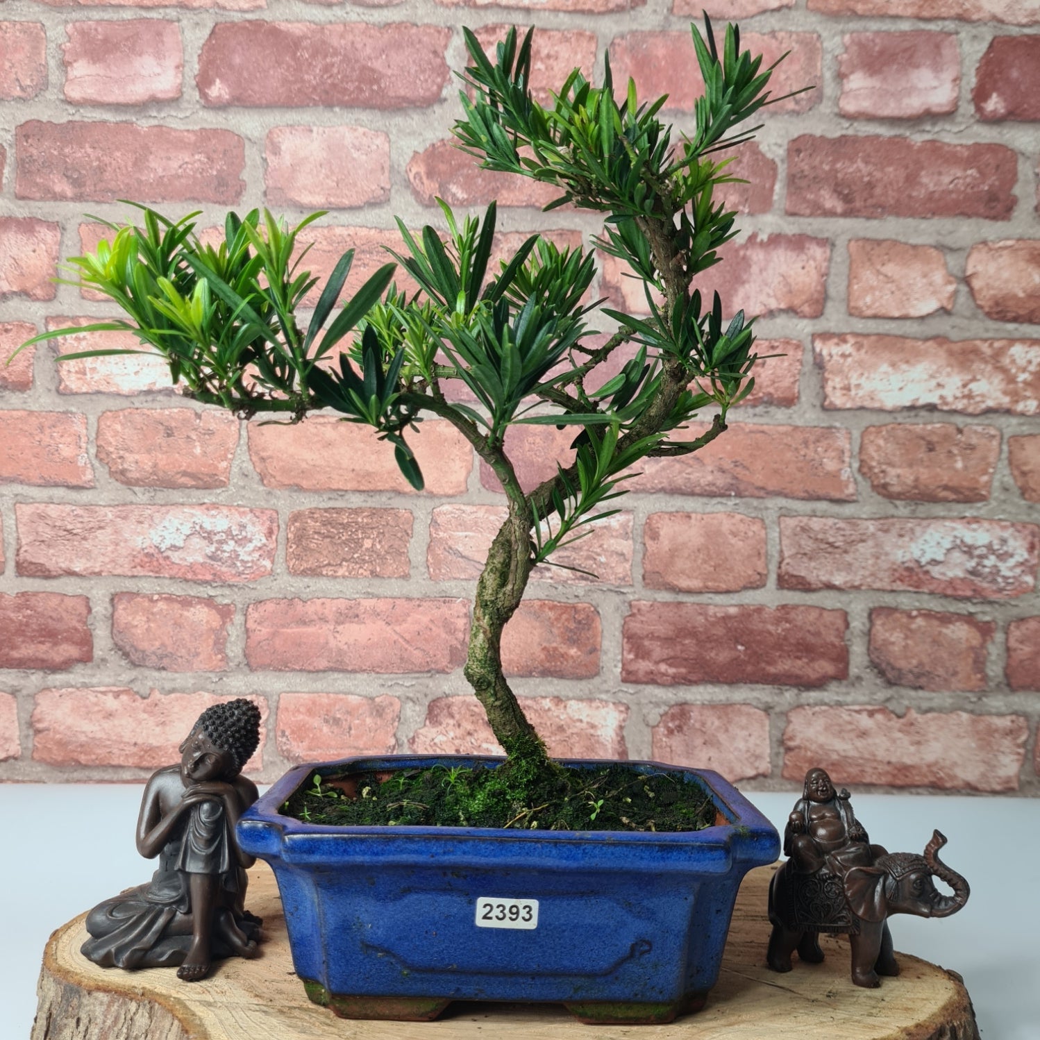 Buddhist Pine (Podocarpus Micro) Bonsai Tree | Shaped | In 20cm Pot  S25883