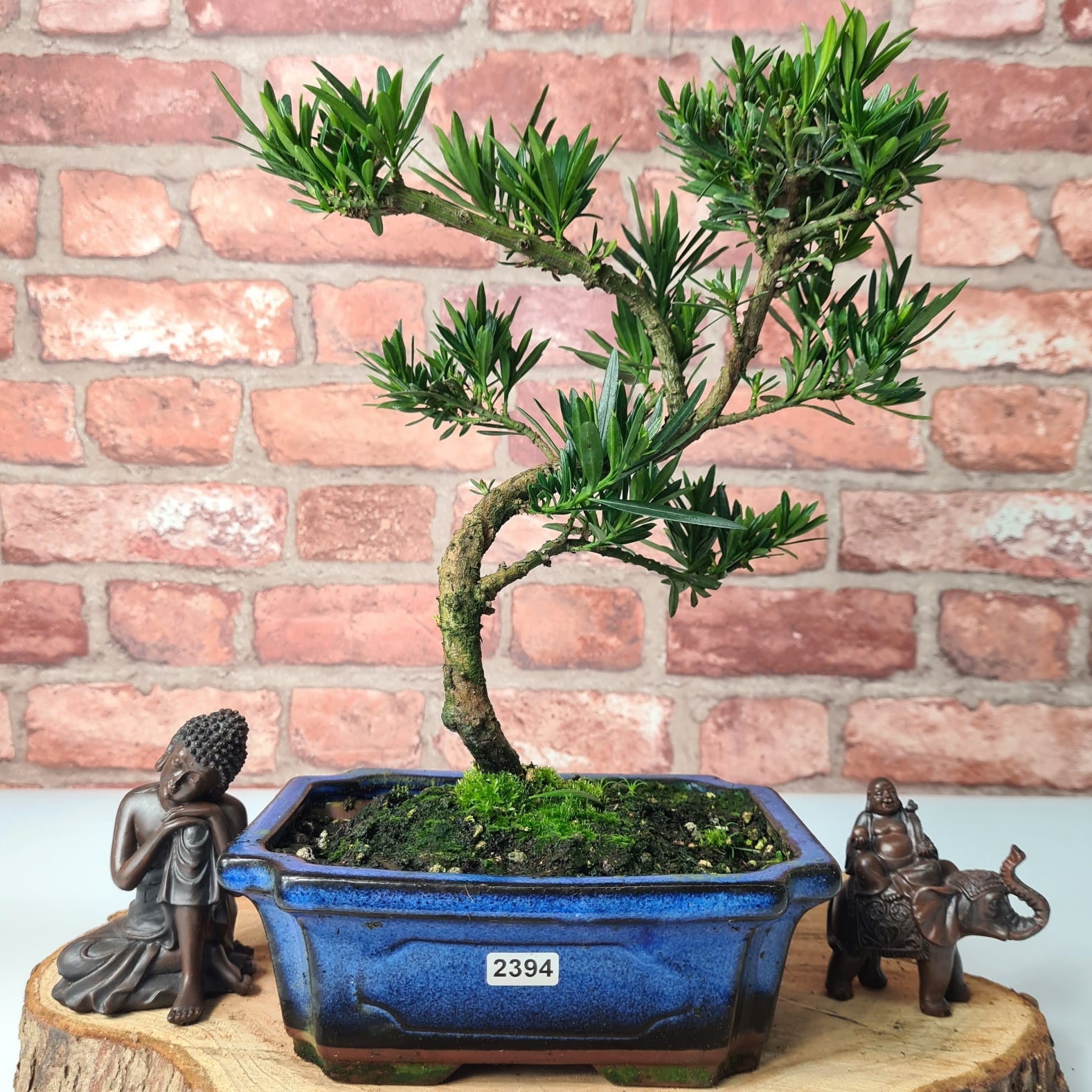 Buddhist Pine (Podocarpus Micro) Bonsai Tree | Shaped | In 20cm Pot  S25883