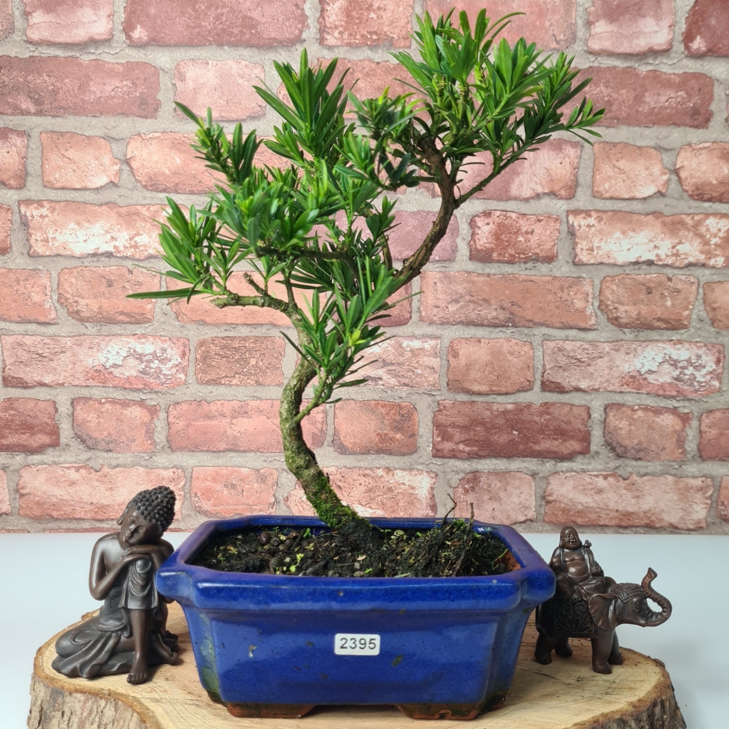Buddhist Pine (Podocarpus Micro) Bonsai Tree | Shaped | In 20cm Pot  S25883