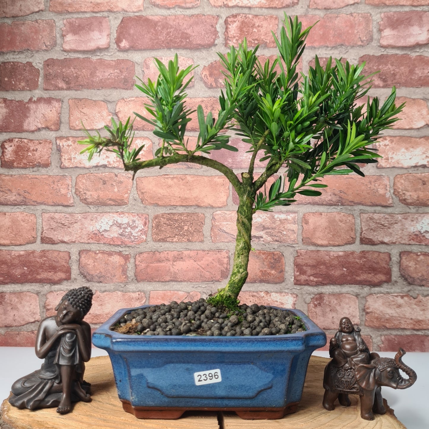Buddhist Pine (Podocarpus Micro) Bonsai Tree | Shaped | In 20cm Pot  S25883
