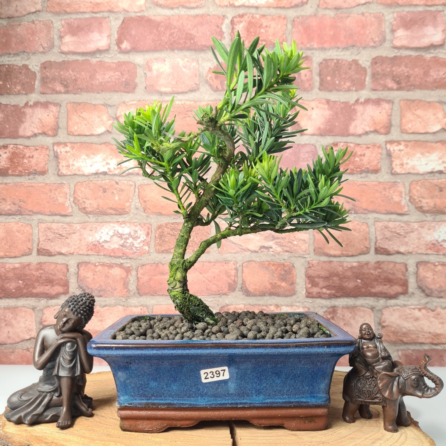 Buddhist Pine (Podocarpus Micro) Bonsai Tree | Shaped | In 20cm Pot  S25883