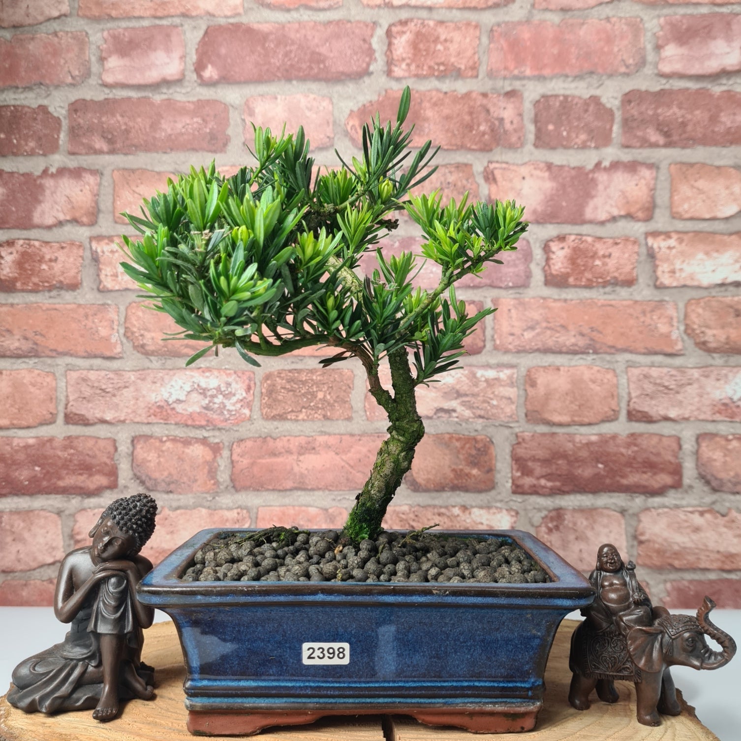 Buddhist Pine (Podocarpus Micro) Bonsai Tree | Shaped | In 20cm Pot  S25883
