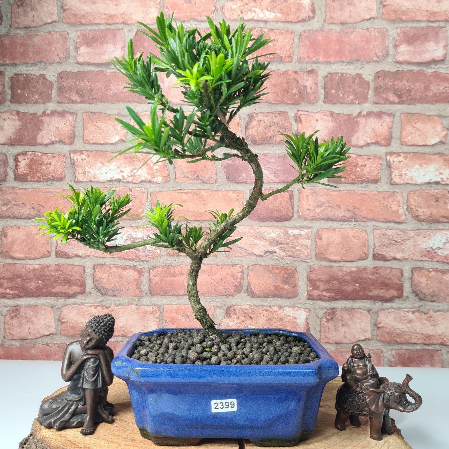 Buddhist Pine (Podocarpus Micro) Bonsai Tree | Shaped | In 20cm Pot  S25883